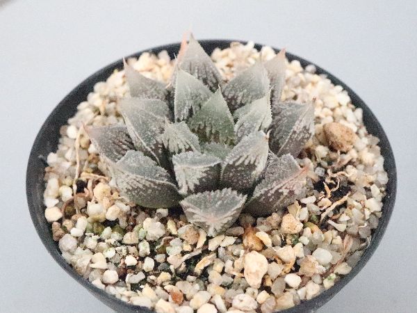 多肉植物・サボテン販売～PICO庵～ / ハオルチア属