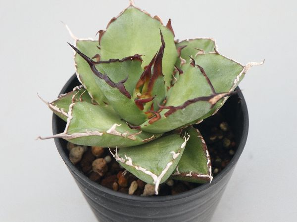 親株のみ】tonys hades トニーハデス アガベ チタノタ agave titanota