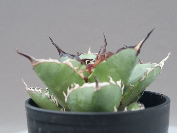 多肉植物・サボテン販売～PICO庵～ / アガベ属 チタノタ ハデス