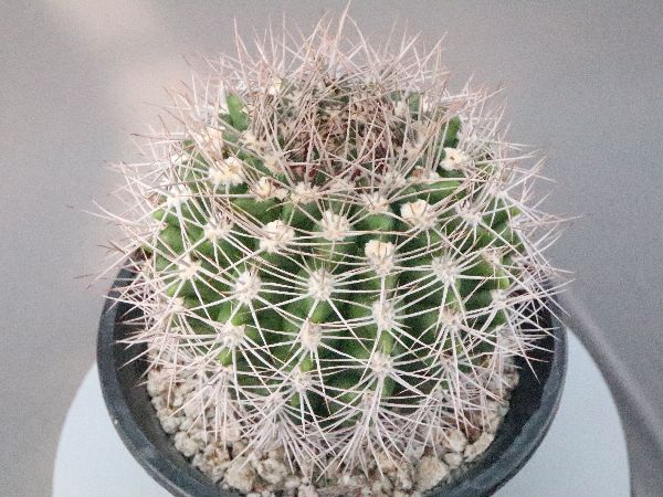 Prizum 特大 (韓国苗) Prizum 特大 (韓国苗)