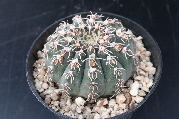 ギムノカリキウム属の 瑞昌玉 アレオーレのブログ