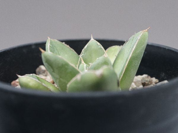 多肉植物・サボテン販売～PICO庵～ / アガベ属 王妃笹の雪 B型
