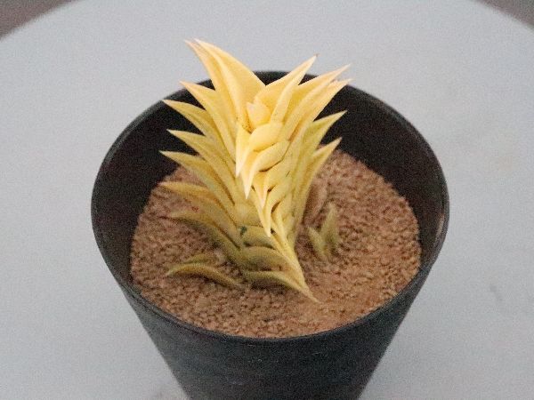 多肉植物・サボテン販売～PICO庵～ / ハオルチア属