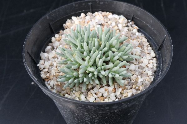 多肉植物 サボテン販売 Pico庵 デロスペルマ属 スパルマントイデス Delosperma Sphalmantoides