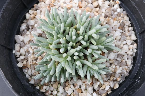 多肉植物 サボテン販売 Pico庵 デロスペルマ属 スパルマントイデス Delosperma Sphalmantoides