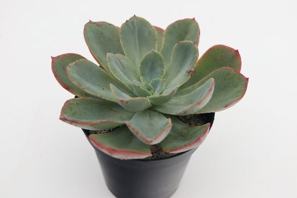 多肉植物 サボテン販売 Pico庵 全商品