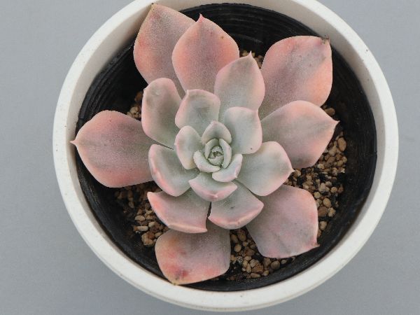 多肉植物・サボテン販売～PICO庵～ / エケベリア属 ルンヨニー錦 