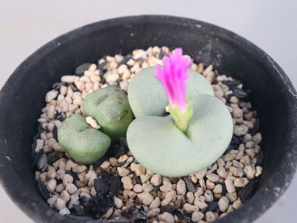 多肉植物・サボテン販売～PICO庵～ / コノフィツム属