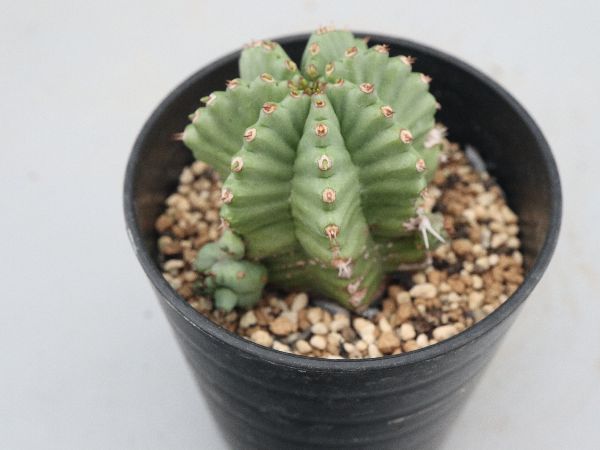 CATEGORY ユーフォルビア | STELLA.PLANTS