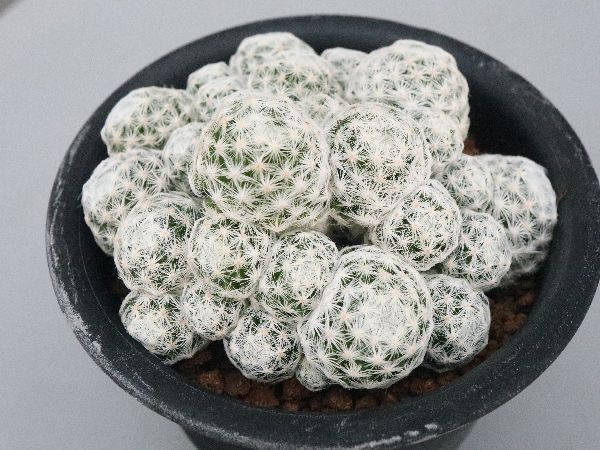 マミラリア　実生　個体名不明 サボテン マミラリア綴化 接木 4号プラ鉢 観葉植物 通販 greenery