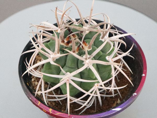 多肉植物・サボテン販売～PICO庵～ / ギムノカリキウム属