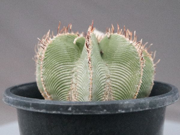 多肉植物・サボテン販売～PICO庵～ / アズテキウム属 ヒントニー