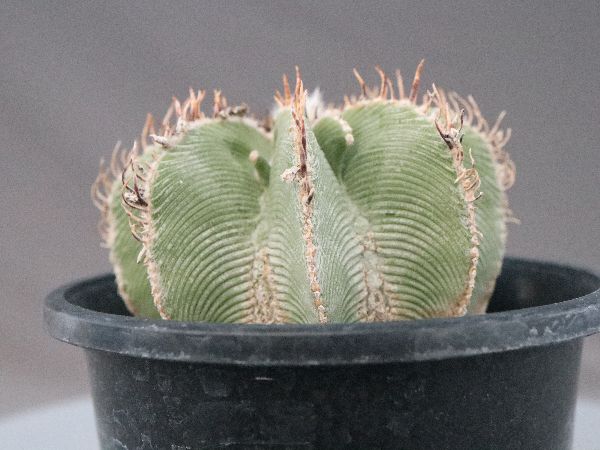 多肉植物・サボテン販売～PICO庵～ / アズテキウム属 ヒントニー