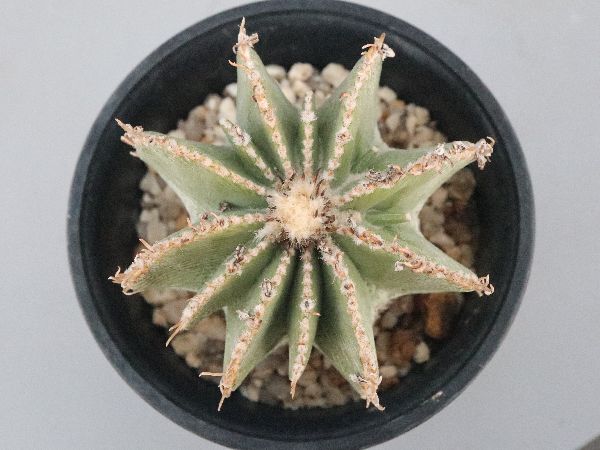 多肉植物・サボテン販売～PICO庵～ / アズテキウム属 ヒントニー