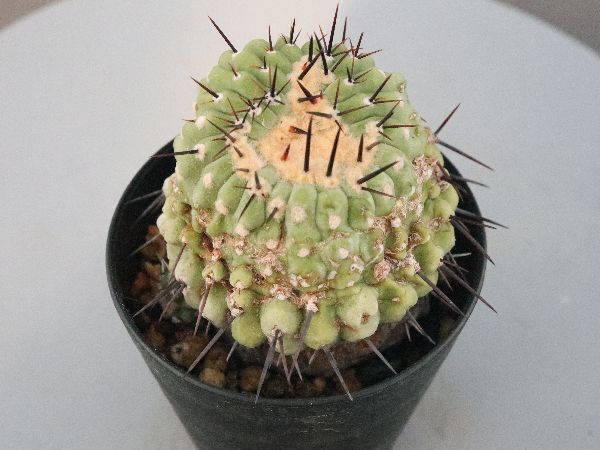 多肉植物・サボテン販売～PICO庵～ / コピアポア属 孤竜丸モンスト