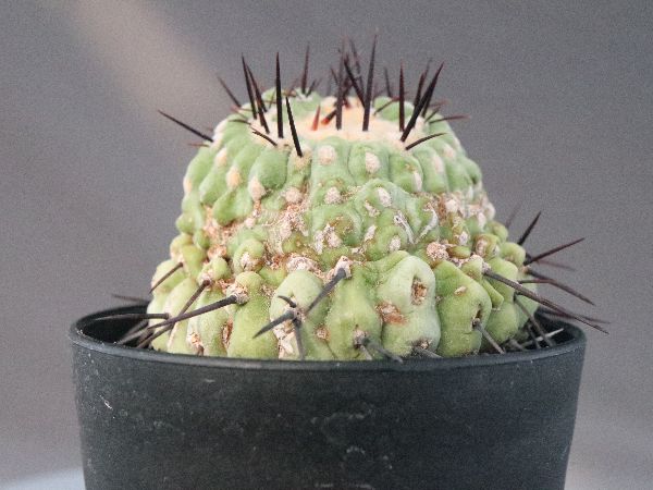 多肉植物・サボテン販売～PICO庵～ / コピアポア属 孤竜丸モンスト