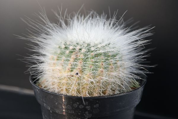 多肉植物 サボテン販売 Pico庵 ノトカクタス属 大型小町 Notocactus Scopa V Major