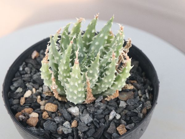 多肉植物・サボテン販売～PICO庵～ / アロエ属