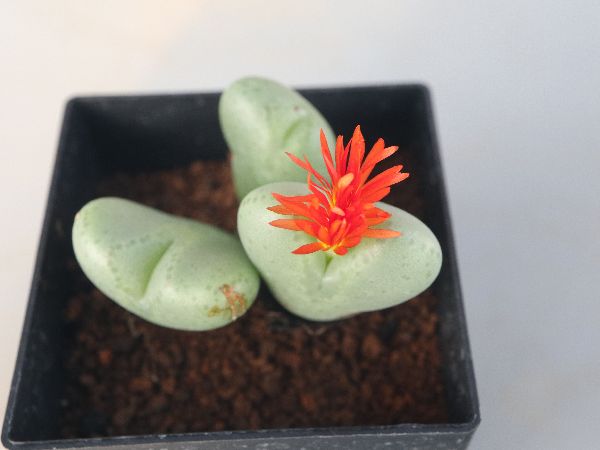 多肉植物・サボテン販売～PICO庵～ / メセン