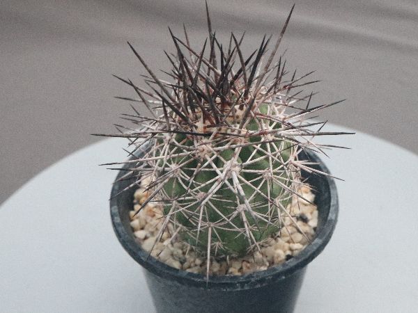 Copiapoa rupestris【コピアポア・ルペストリス】 Copiapoa rupestris【コピアポア・ルペストリス・実生