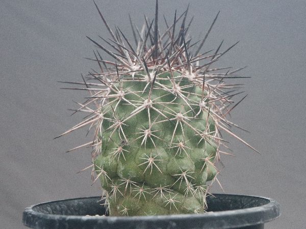 Copiapoa rupestris【コピアポア・ルペストリス】 Copiapoa rupestris【コピアポア・ルペストリス・実生