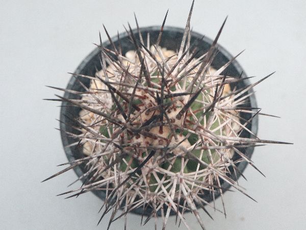 Copiapoa rupestris【コピアポア・ルペストリス】 Copiapoa rupestris【コピアポア・ルペストリス・実生