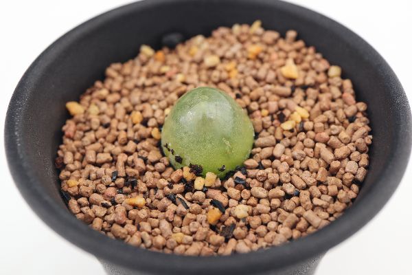 多肉植物 サボテン販売 Pico庵 コノフィツム属 ブルゲリ Conophytum Burgeri