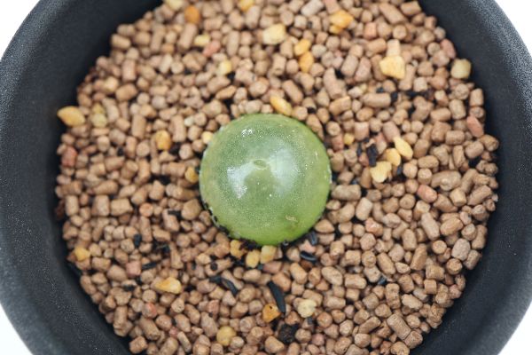 多肉植物 サボテン販売 Pico庵 コノフィツム属 ブルゲリ Conophytum Burgeri