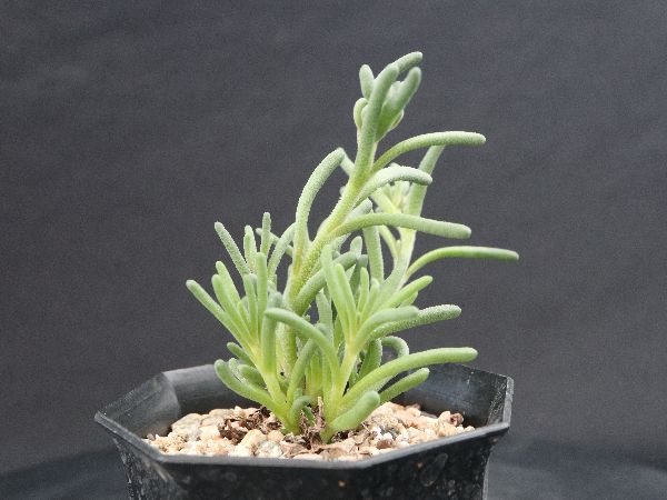 フィロボルス テヌイフロルス テヌイフロルス | グリーン