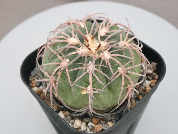 天平丸確認用 多肉植物・サボテン販売～PICO庵～ / ギムノカリキウム属