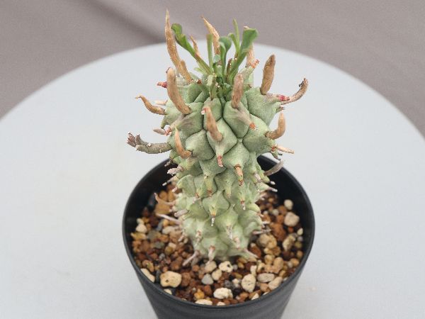 多肉植物・サボテン販売～PICO庵～ / ユーフォルビア属