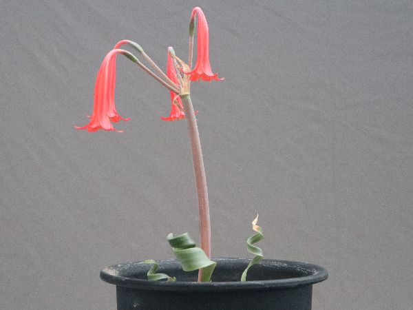 多肉植物・サボテン販売～PICO庵～ / Cyrtanthus spiralis