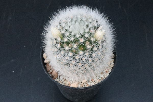 多肉植物 サボテン販売 Pico庵 マミラリア属 アルビコマ Mammillaria Albicoma