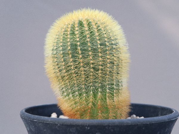 多肉植物・サボテン販売～PICO庵～ / ユーベルマニア属 エリオ