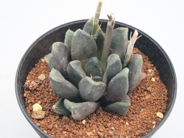 多肉植物・サボテン販売～PICO庵～ / ハオルチア属