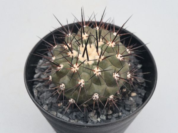 spicygem 黒王丸 3頭 多肉植物・サボテン販売～PICO庵～ / コピアポア属