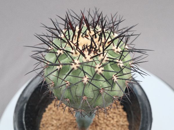 多肉植物・サボテン販売～PICO庵～ / コピアポア属