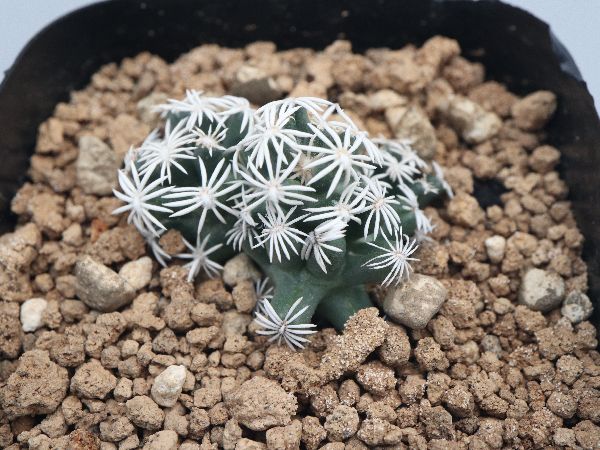 多肉植物・サボテン販売～PICO庵～ / その他