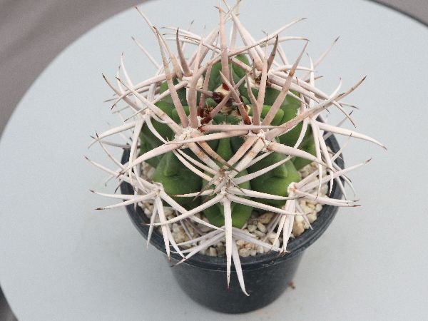 多肉植物・サボテン販売～PICO庵～ / ギムノカリキウム属