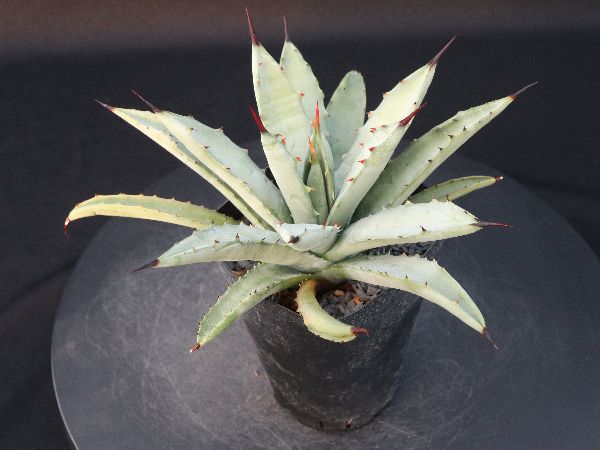 SALE ♡♡ アガベ マピサガ リサ カキコ 各d(^_^o) 多肉植物 SALE ♡♡ アガベ マピサガ リサ カキコ 各d(^_^o) 多肉植物
