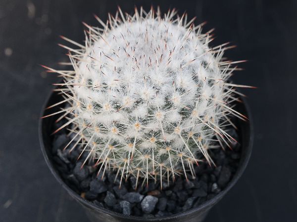 多肉植物 サボテン販売 Pico庵 マミラリア属 敷島 Mammillaria Rettingiana