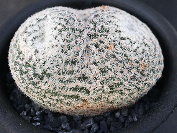 多肉植物 サボテン販売 Pico庵 マミラリア属 雪絹丸 Mammillaria Microthele