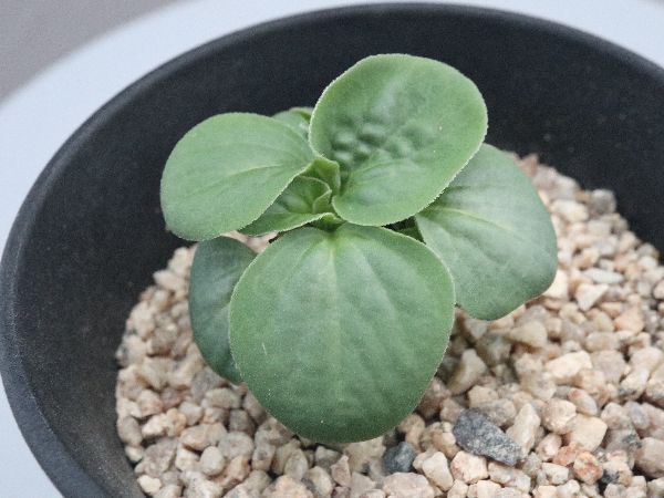 多肉植物・サボテン販売～PICO庵～ / ペラルゴニウム属