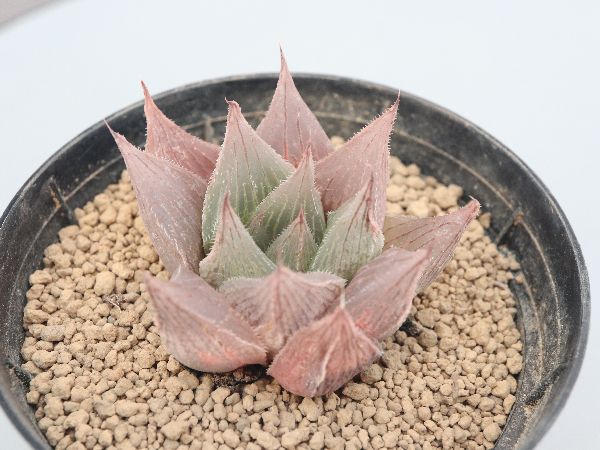 多肉植物・サボテン販売～PICO庵～ / ハオルチア属