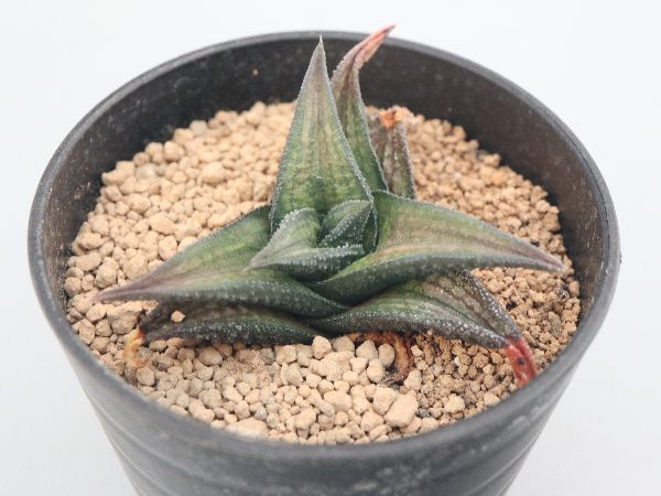 多肉植物・サボテン販売～PICO庵～ / ハオルチア属