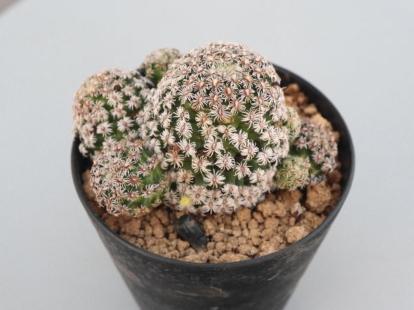 マミラリア　実生　個体名不明 サボテン マミラリア綴化 接木 4号プラ鉢 観葉植物 通販 greenery