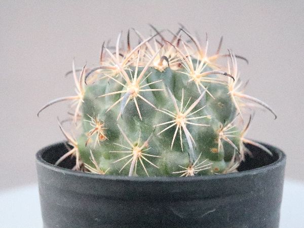 多肉植物・サボテン販売～PICO庵～ / エキノマスタス属 虎爪玉