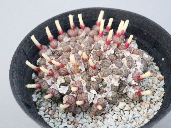 多肉植物・サボテン販売～PICO庵～ / コノフィツム属