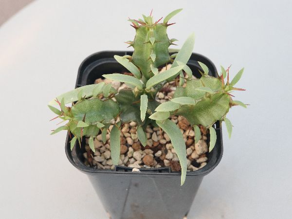 多肉植物・サボテン販売～PICO庵～ / ユーフォルビア属