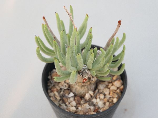 TNK6　サボテン　多肉植物　チレコドン　ディンテリー　選抜健康優良苗 2025年最新Yahoo!オークション -サボテン多肉植物 チレコドンの中古